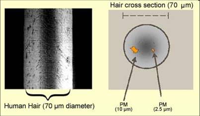 hair cross section